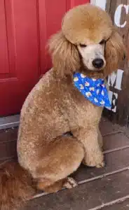 Boone