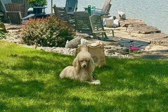 Rosie