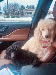 Rosie in Car with Tica