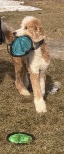 poodle with frisbee