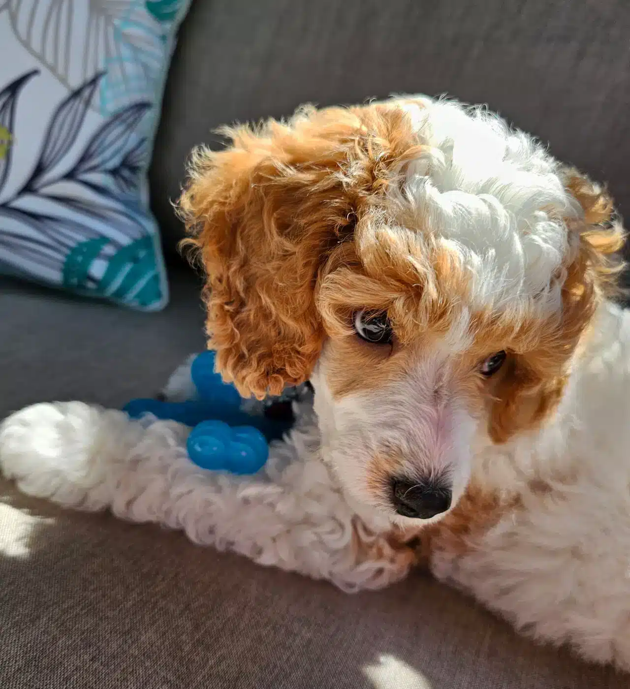 Our Dogs: Meet Our Beloved Female Poodles