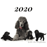 2020 gallery thumbnail