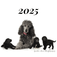 2025 gallery thumbnail