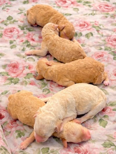 Rosie's puppies