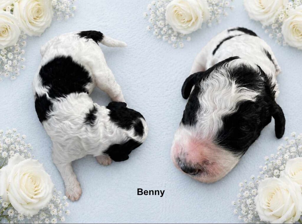 Benny