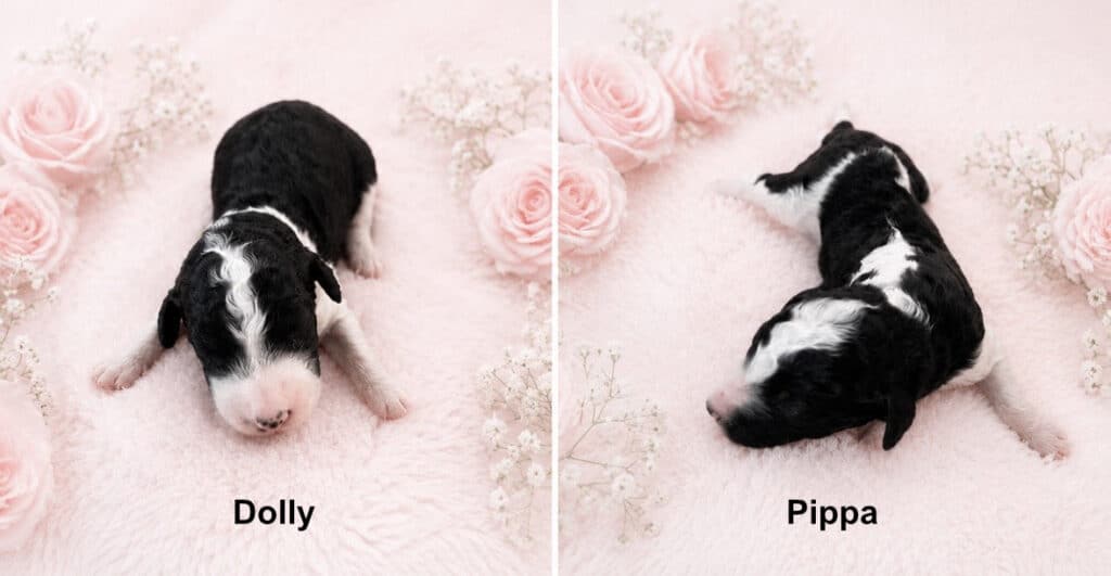 Dolly and Pippa