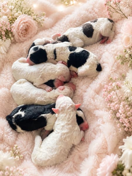 puppies