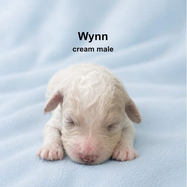 Wynn