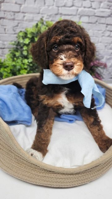 Bentley