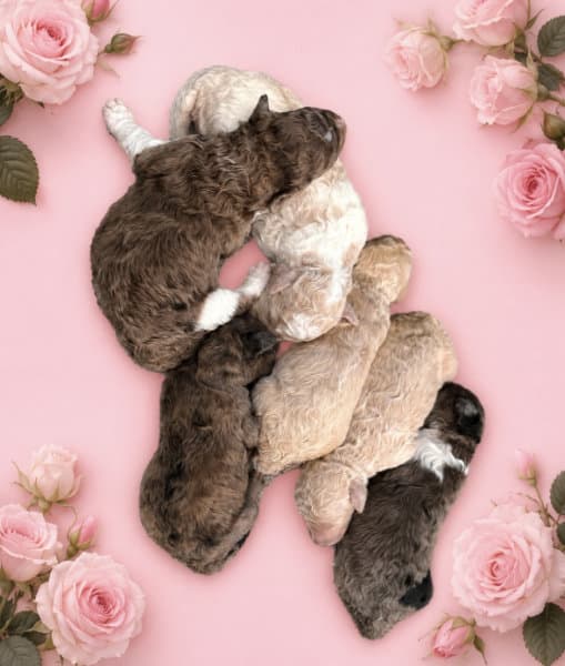 Trixie Matteo puppies