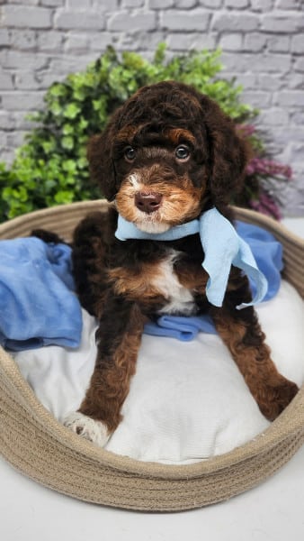 Finley